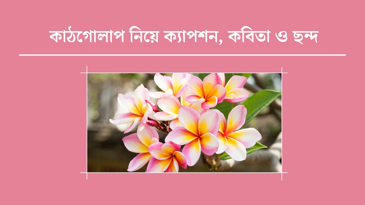 কাঠগোলাপ নিয়ে ক্যাপশন