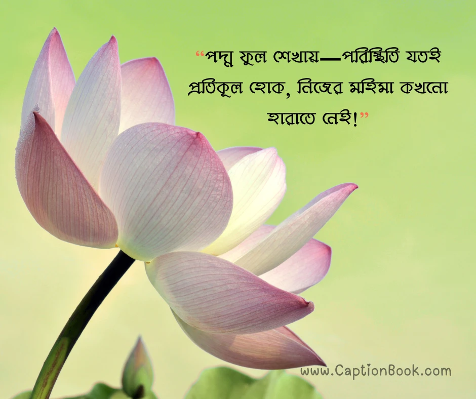 পদ্ম ফুল নিয়ে ক্যাপশন