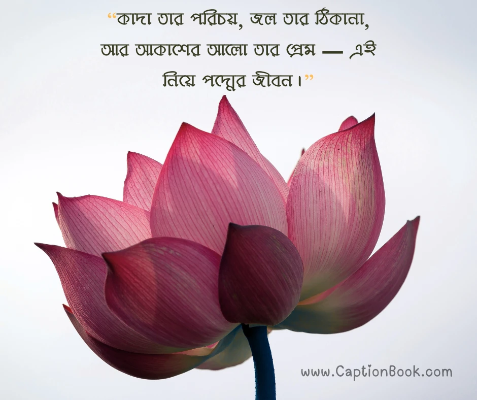 পদ্ম ফুল নিয়ে ক্যাপশন